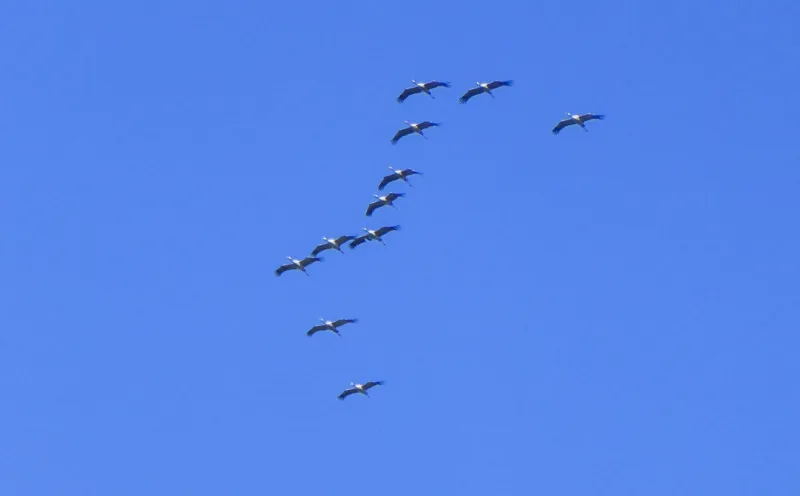 Abschiedsgruß der Kraniche