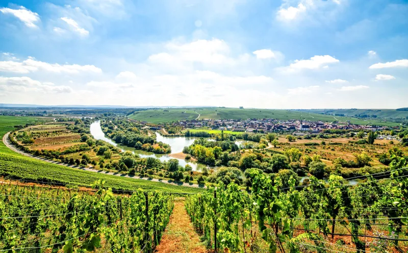 Volkach, Mainschleife, Weinberge