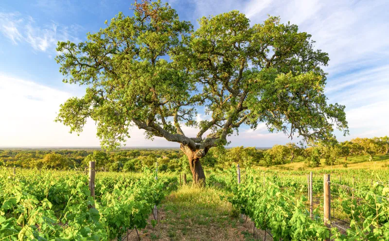 Korkeiche in Alentejo