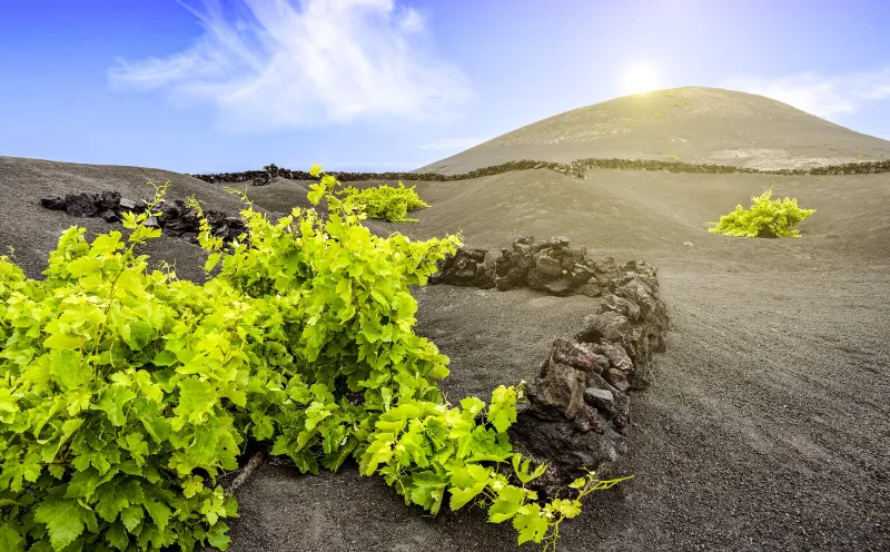 Weinanbaugebiet La Geria