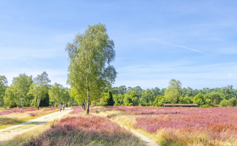 Radfahrer in der Heide