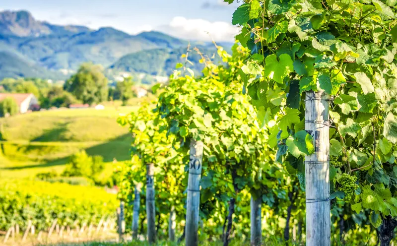 Weinregion La Rioja 