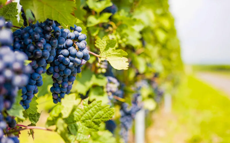 Weintrauben