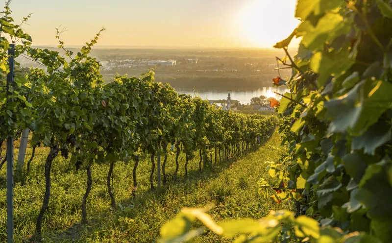 Donauufer bei Nussdorf 