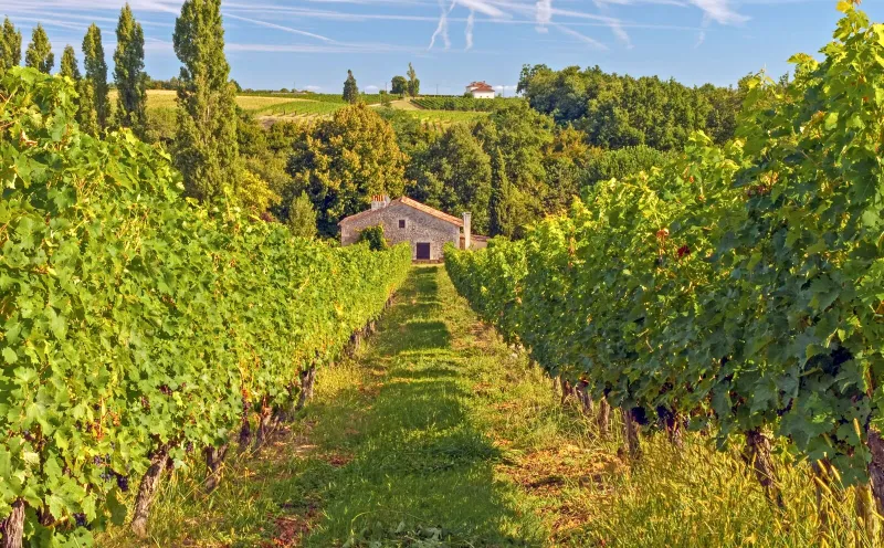 Weinanbau Entre deux Mers