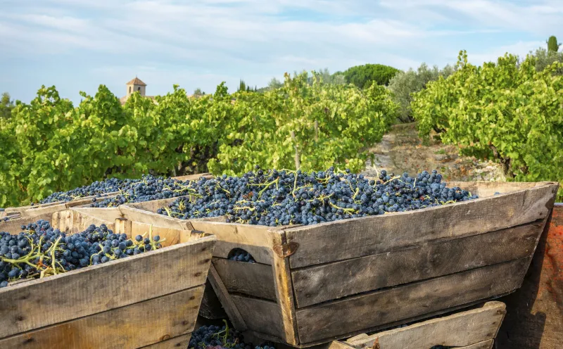 Weinlese im Rhônetal