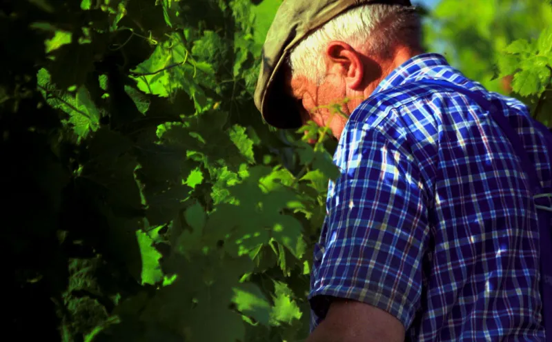 Winzer Mosel Ernte