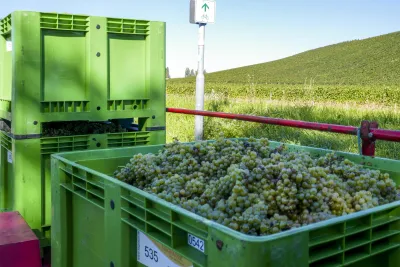 Weinernte