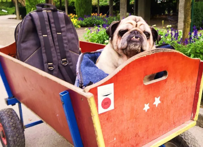 Der Hund hat es bequem