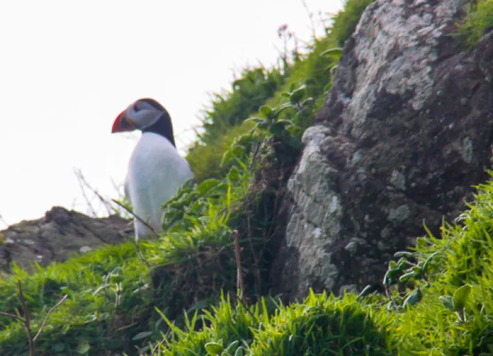 Ein Puffin