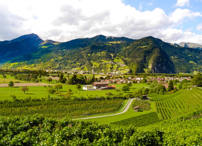 Weinberge bei Landquart