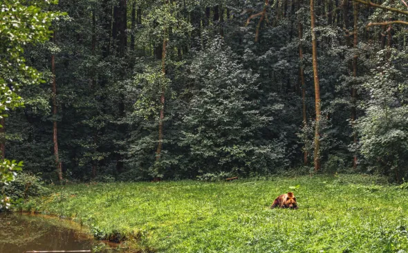 Bärenwald Müritz