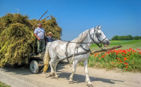 Bauer Pferd Kutsche Ungarn