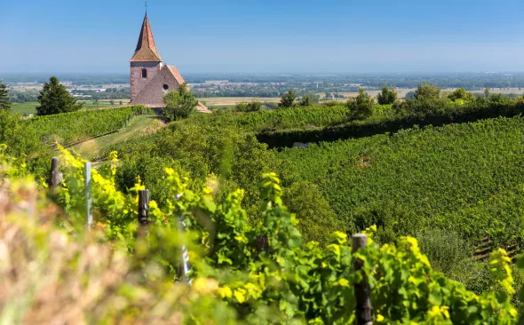 Weinberg Kirche Elsass