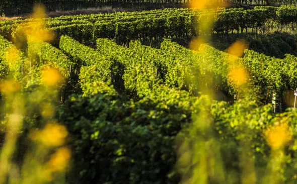 Kaiserstuhl, Weinberge