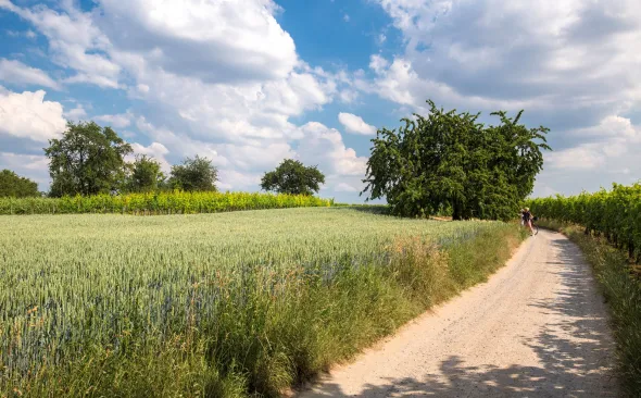 Landschaft, Radweg