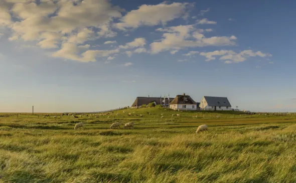 Hamburger Hallig, Landschaft