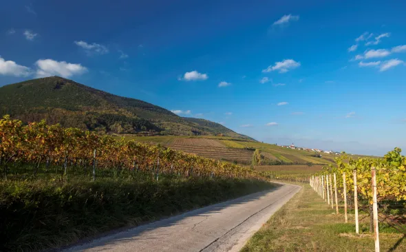 Pfälzer Weinberge