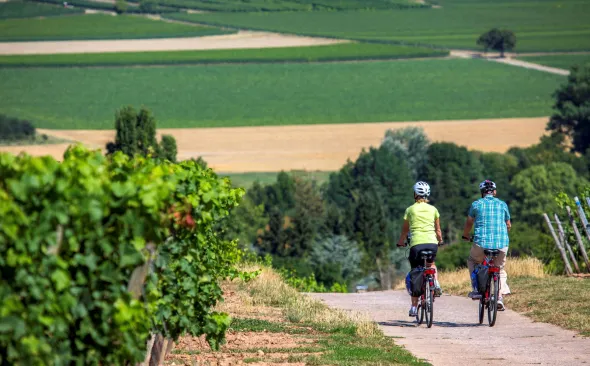Radfahrer Rheinhessen