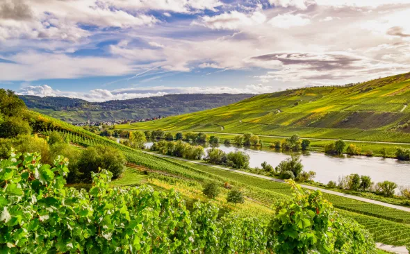 Weinlandschaft