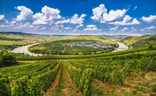 Trittenheim Mosel Weinberg