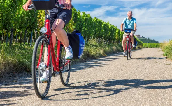 Weinreben in der Pfalz