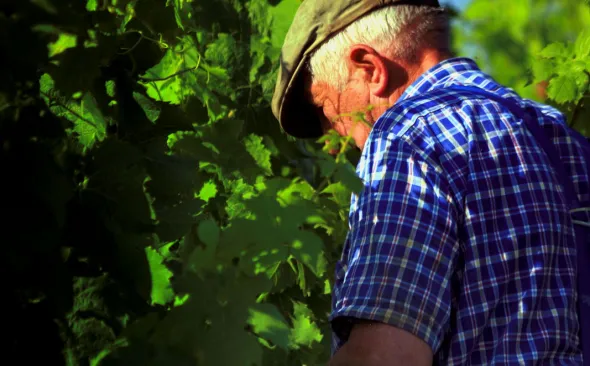 Winzer Mosel Ernte