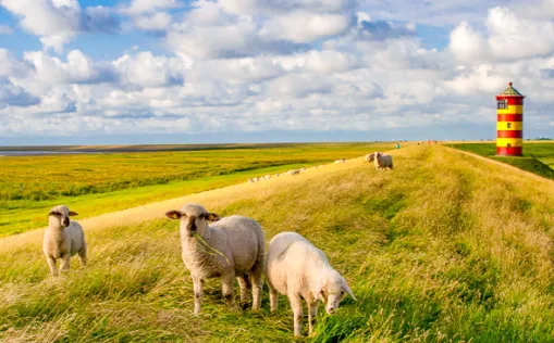Radreisen in Ostfriesland