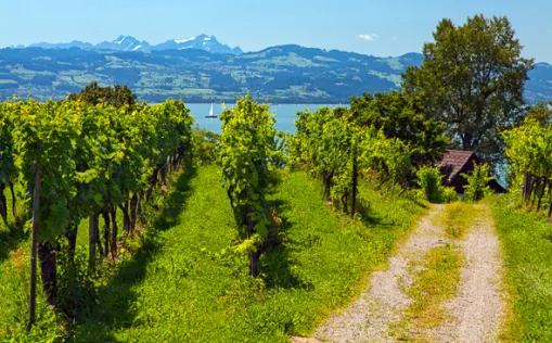 Radwandern im Bodensee-Hinterland
