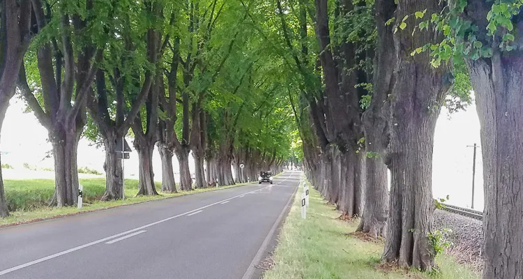 Allee auf dem Ostseeküsten-Radweg