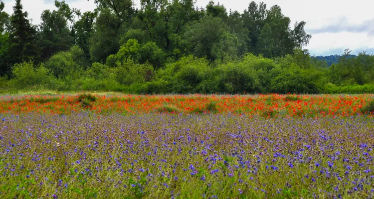 Blumenwiese entlang des Radwegs