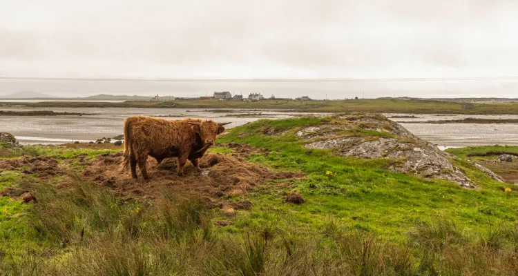 Hochlandrind auf der Isle of North Uist