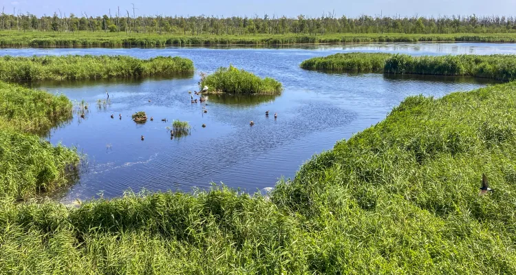 Naturschutzgebiet Anklamer Stadtbruch