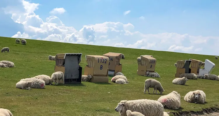 Schafe am Nordseeradweg