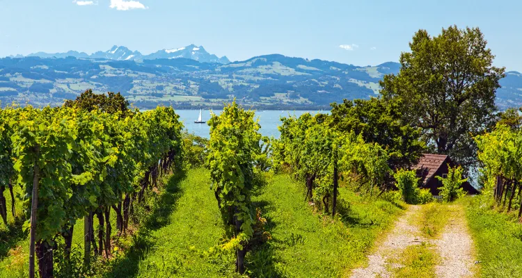 Radwandern im Bodensee-Hinterland