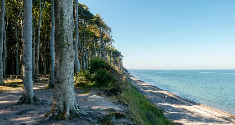 Gespensterwald Nienhagen