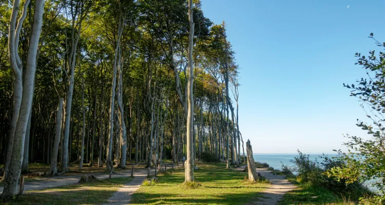 Gespensterwald Nienhagen