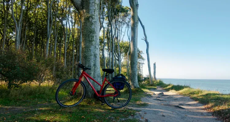 Gespensterwald Nienhagen