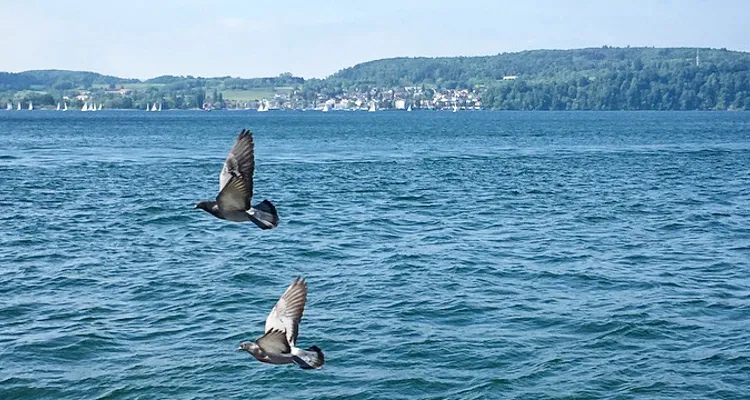 Blick auf den Bodensee