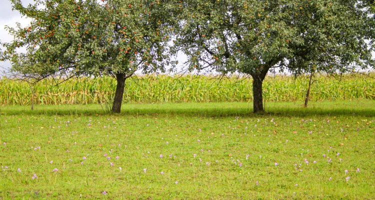Streuobstwiese mit Herbstzeitlosen