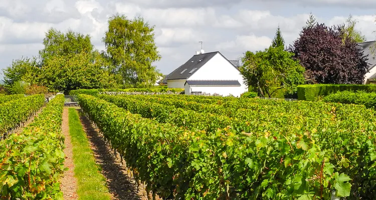 Loire-Radweg, Weinreben entlang des Radwegs