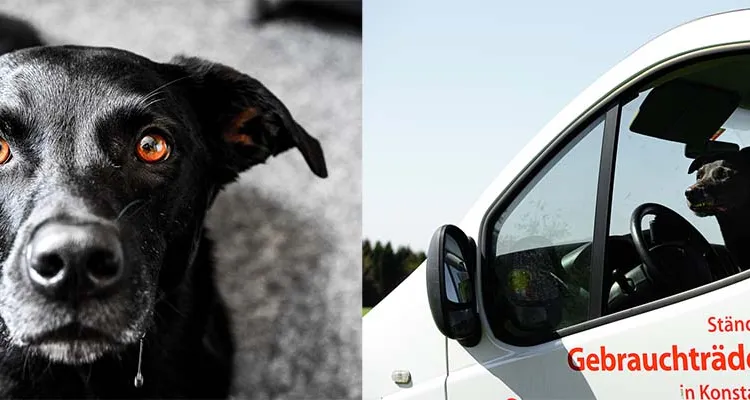 Rocky - unser neues Crewmitglied