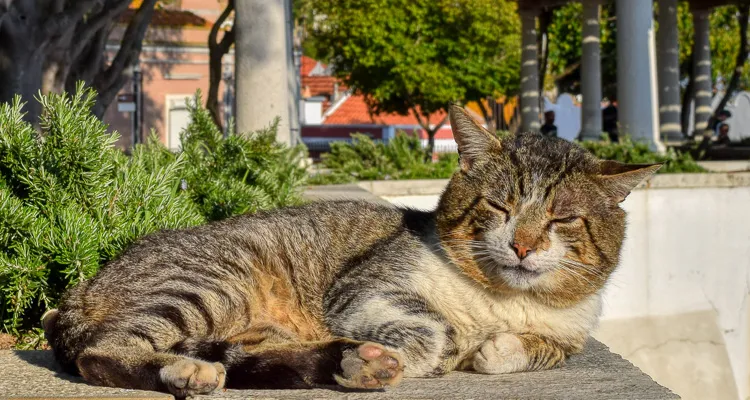 Entspannung in Setúbal