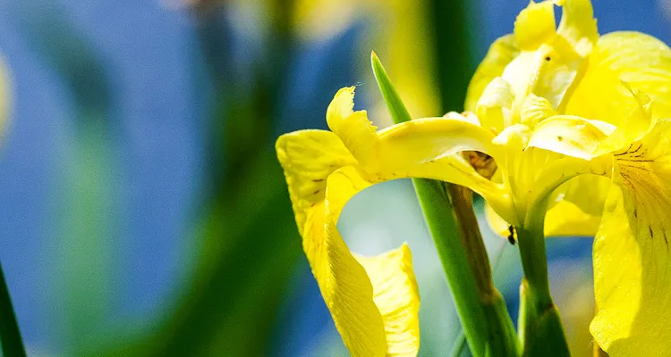 Radreisen im Frühling