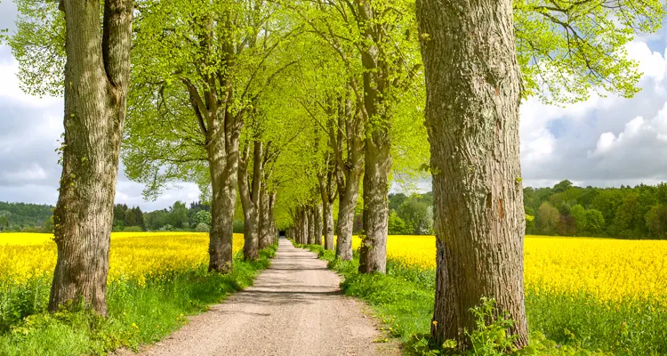 Die Holsteinische Schweiz