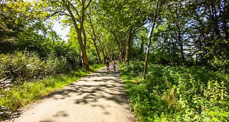 Fahrradweg, Wald, Konstanz