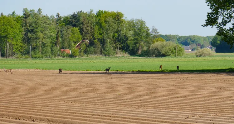 Rehe