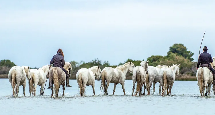 Rhone-Radweg, Camargue