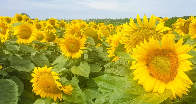 Sonnenblumen