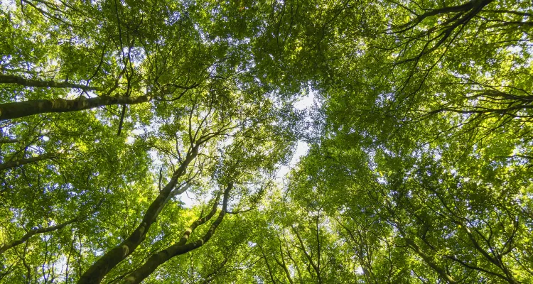 Buchenwald Nationalpark Jasmund